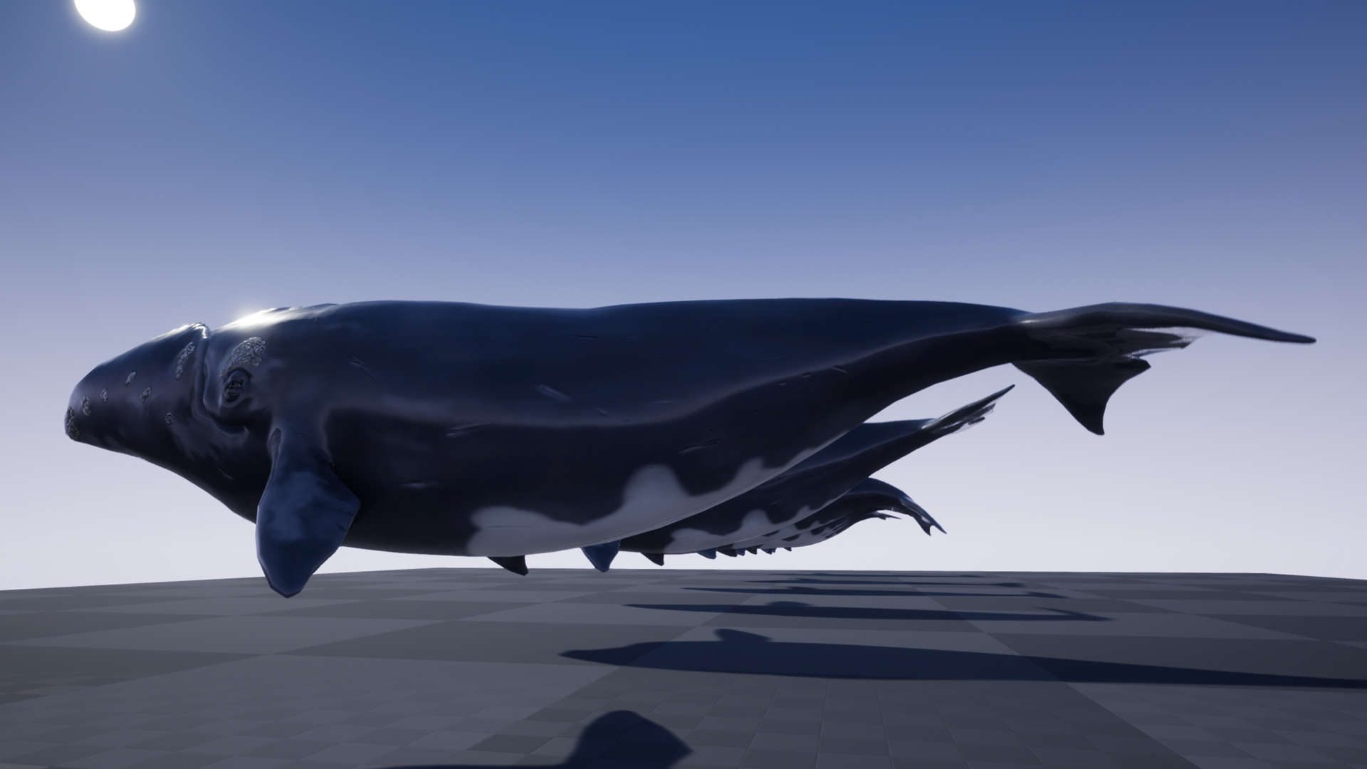 RIGHT WHALE - Image 6