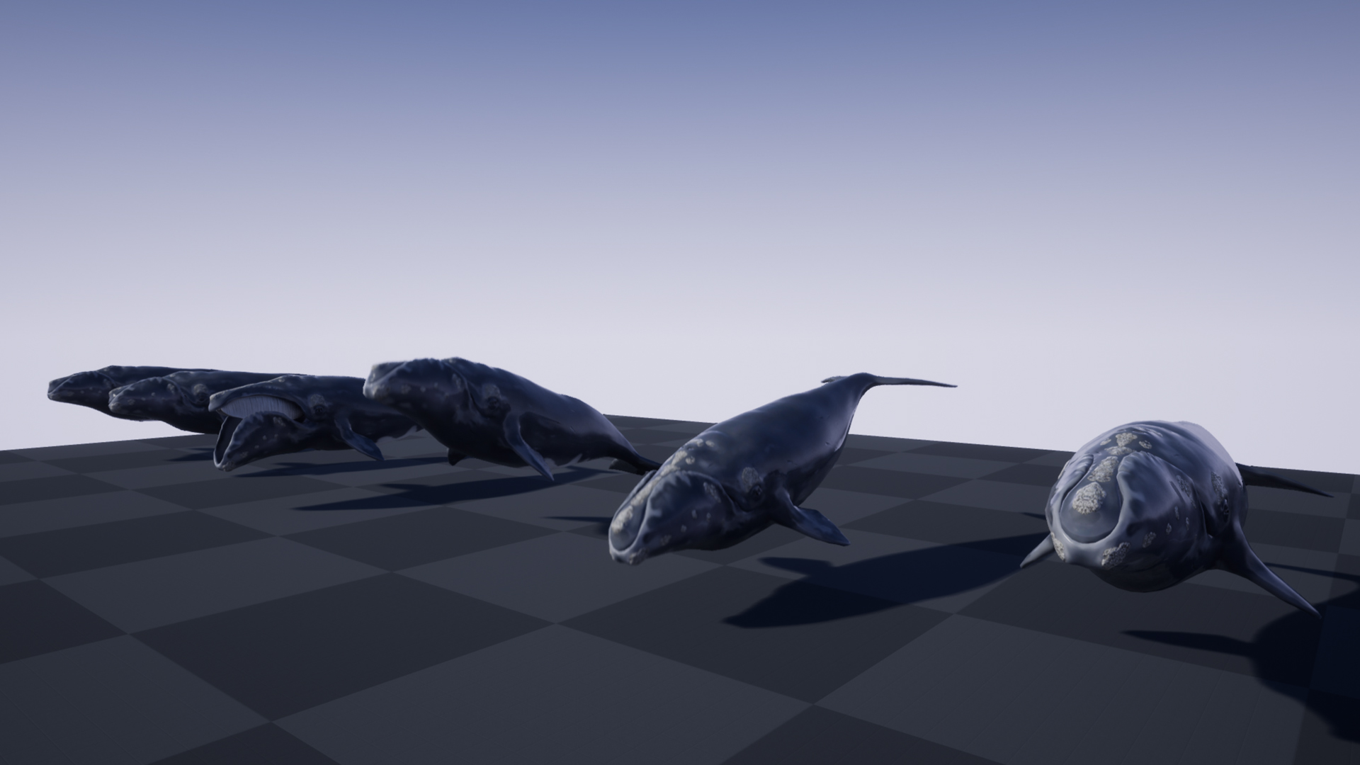 RIGHT WHALE - Image 7