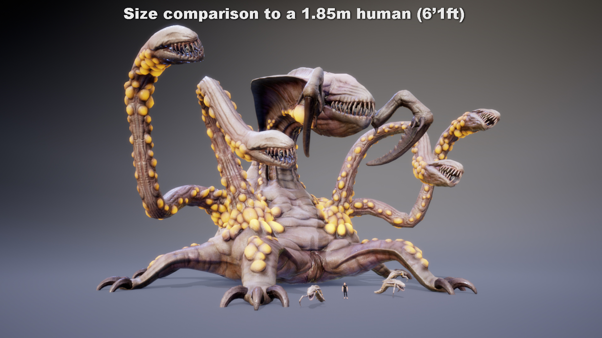 KOLOSSOXENOPHIS - Image 3